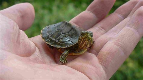 su kaplumbağası özellikleri
